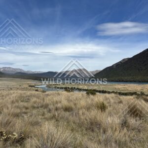 Braided Stream Winding Toward the Lake Across Tussock Flats, Mavora Lakes, New Zealand
