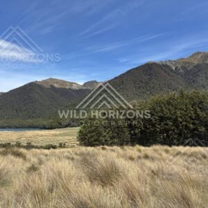 Tussock Meadow and Lakeside Forest With Mountain Backdrop, Mavora Lakes, New Zealand