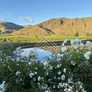 Sunlit Lakeshore Scene near Cromwell area. South Island, New Zealand