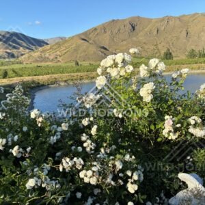 Moody Cliffside View along Cromwell area. South Island, New Zealand