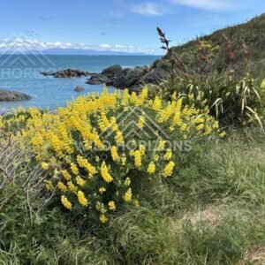 Yellow lupins in bloom overlooking rocky shoreline and open ocean. Riverton coastline, New Zealand