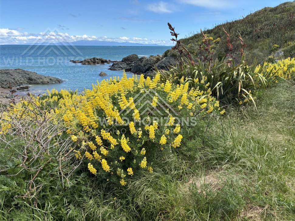 Yellow lupins in bloom overlooking rocky shoreline and open ocean. Riverton coastline, New Zealand
