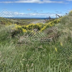 Coastal grasses and wildflowers framing distant ocean and low headlands. Riverton coastline, New Zealand
