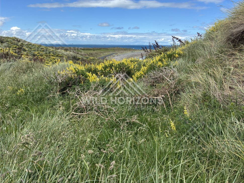 Coastal grasses and wildflowers framing distant ocean and low headlands. Riverton coastline, New Zealand