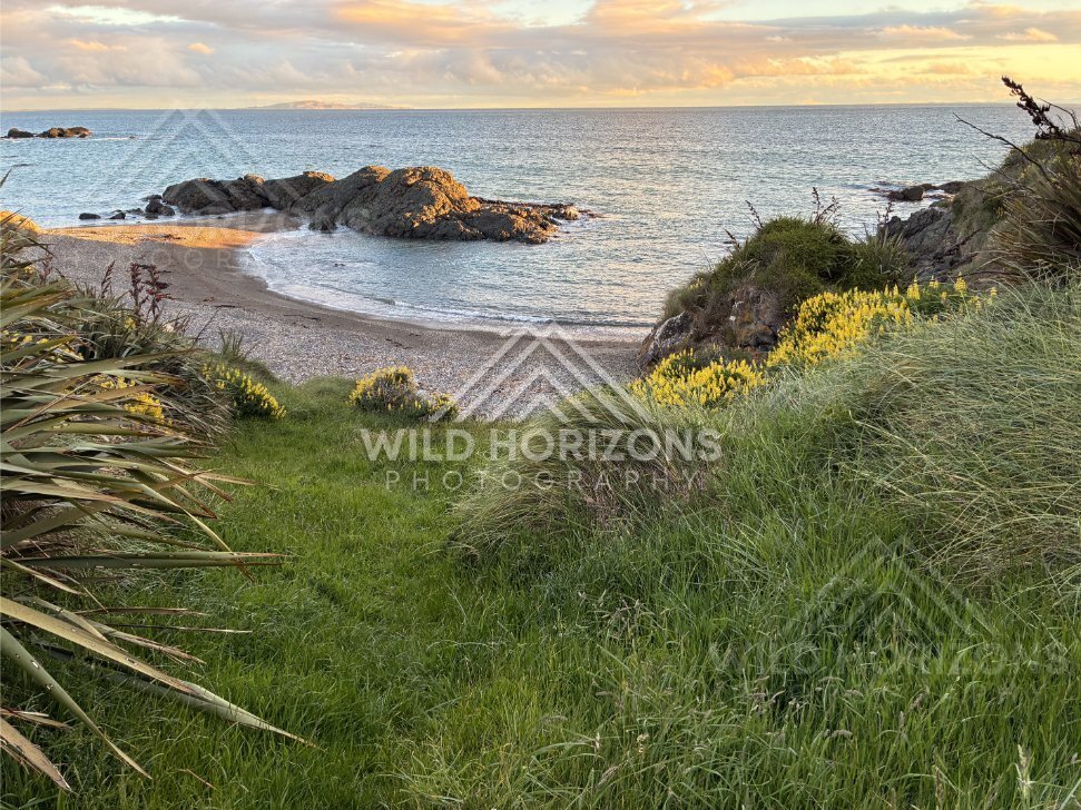 Grassy Track Down to a Quiet Beach Cove Framed by Yellow Coastal Flowers. Riverton, New Zealand