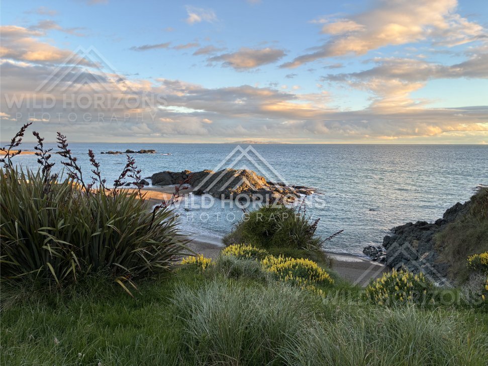 Flax and Coastal Wildflowers Overlooking a Rocky Cove in Evening Light. Riverton, New Zealand