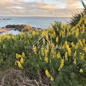 Yellow Lupins Brightening a Coastal Headland Above a Sheltered Beach. Riverton, New Zealand