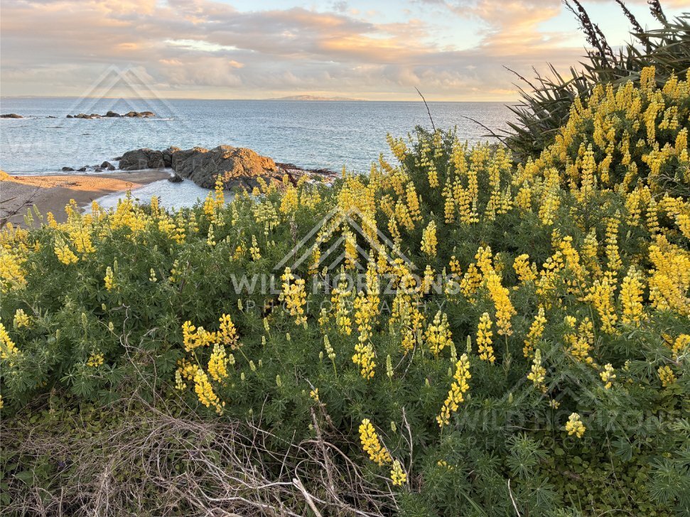 Yellow Lupins Brightening a Coastal Headland Above a Sheltered Beach. Riverton, New Zealand