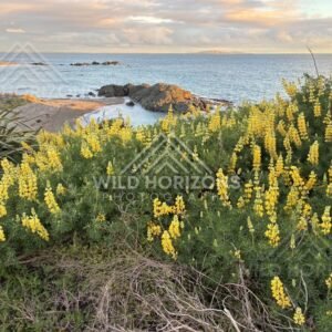 Coastal Lupin Bloom Above a Curving Beach and Rocky Outcrop at Dusk. Riverton, New Zealand