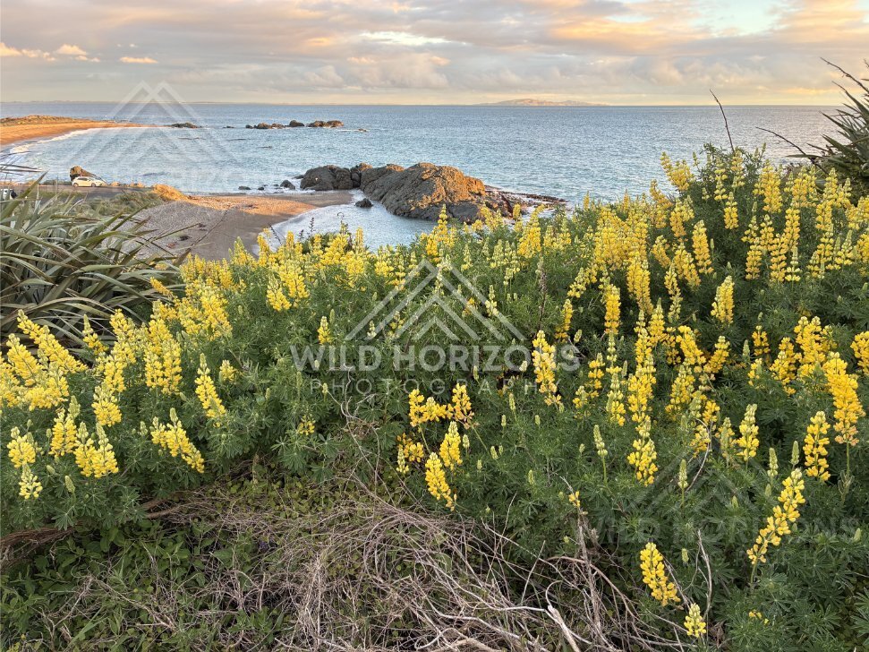 Coastal Lupin Bloom Above a Curving Beach and Rocky Outcrop at Dusk. Riverton, New Zealand