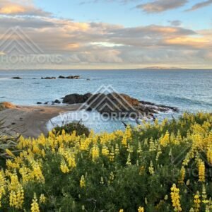 Headland View Over a Rocky Beach with Coastal Lupins and a Distant Horizon. Riverton, New Zealand