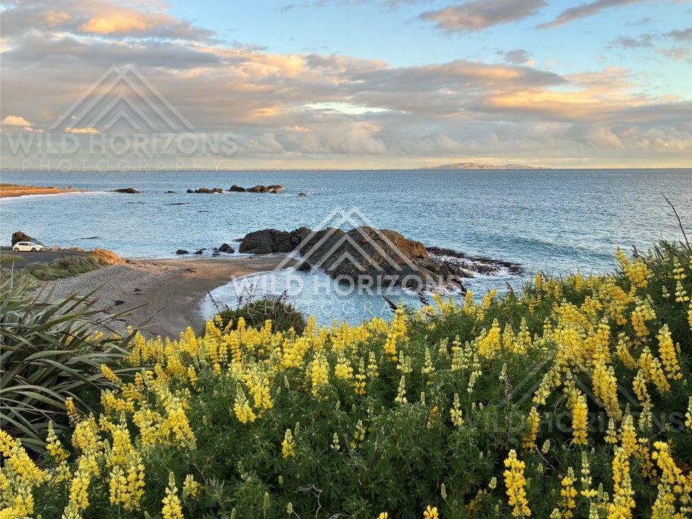 Headland View Over a Rocky Beach with Coastal Lupins and a Distant Horizon. Riverton, New Zealand