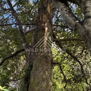 Towering Native Forest Trunk with Freshly Stripped Bark Beneath a Green Canopy. Ulva Island, New Zealand