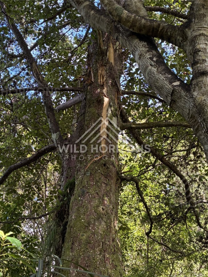 Towering Native Forest Trunk with Freshly Stripped Bark Beneath a Green Canopy. Ulva Island, New Zealand