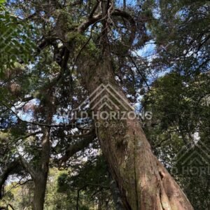 Leaning Old-Growth Tree with Twisting Branches and Epiphytes in Coastal Forest. Ulva Island, New Zealand