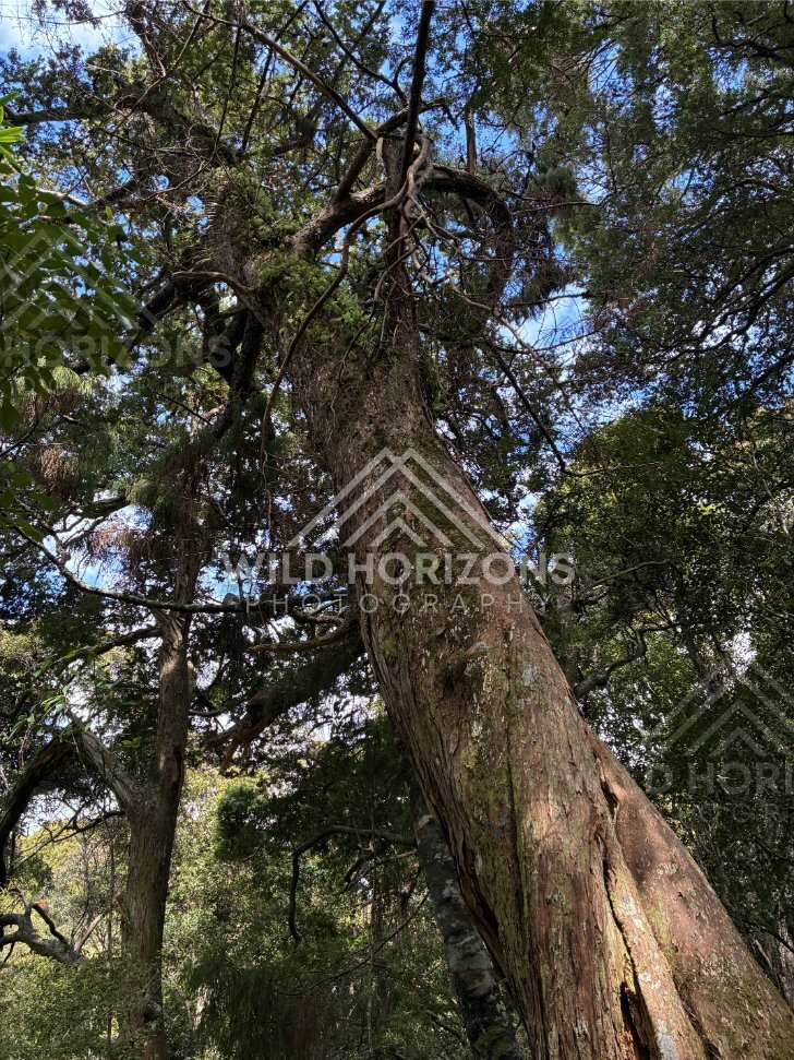 Leaning Old-Growth Tree with Twisting Branches and Epiphytes in Coastal Forest. Ulva Island, New Zealand