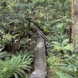 Narrow Boardwalk Through Fern-Filled Native Bush on a Damp Forest Track. Ulva Island, New Zealand