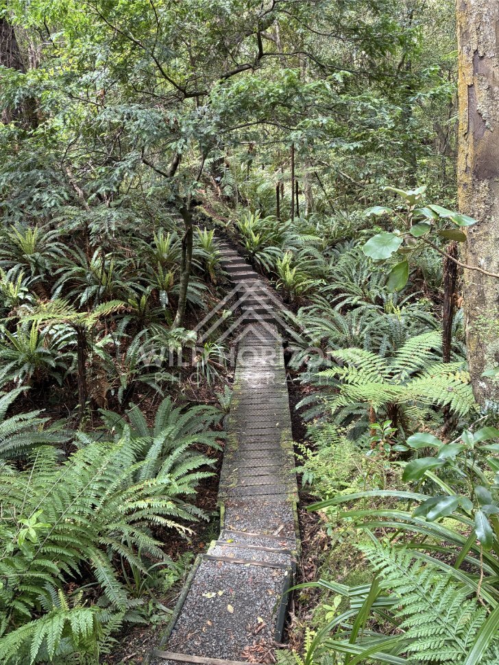 Narrow Boardwalk Through Fern-Filled Native Bush on a Damp Forest Track. Ulva Island, New Zealand