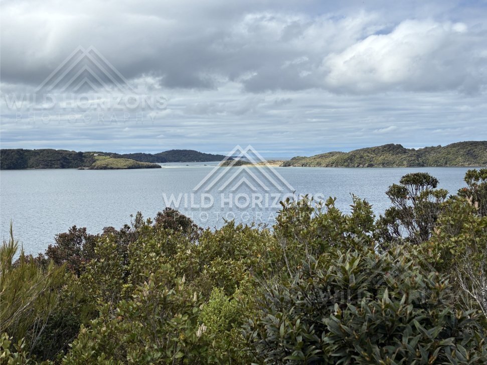 Harbour panorama framed by native shrubs and distant islands. Ulva Island, New Zealand