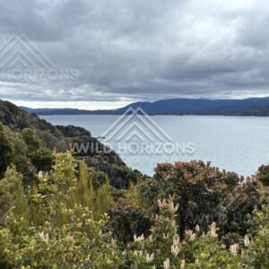 Coastal bushline meeting a wide bay beneath dramatic cloud. Ulva Island, New Zealand