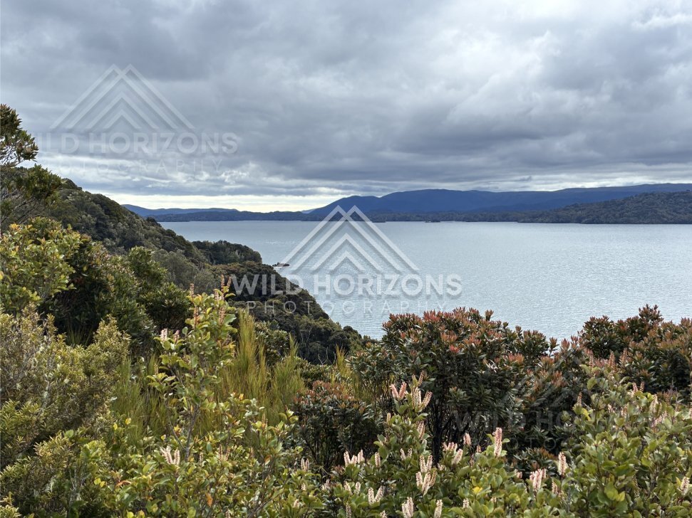 Coastal bushline meeting a wide bay beneath dramatic cloud. Ulva Island, New Zealand