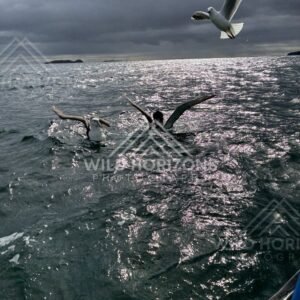 Albatross skimming low over sunlit swells in flight. Paterson Inlet, New Zealand