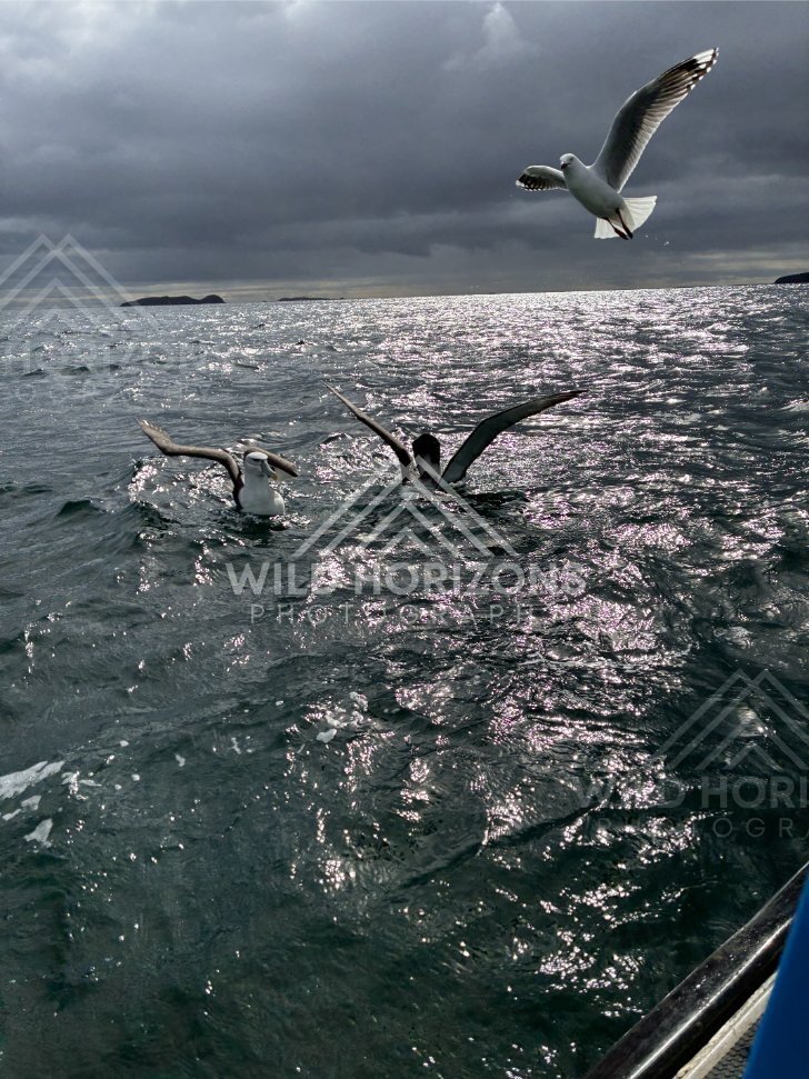 Albatross skimming low over sunlit swells in flight. Paterson Inlet, New Zealand