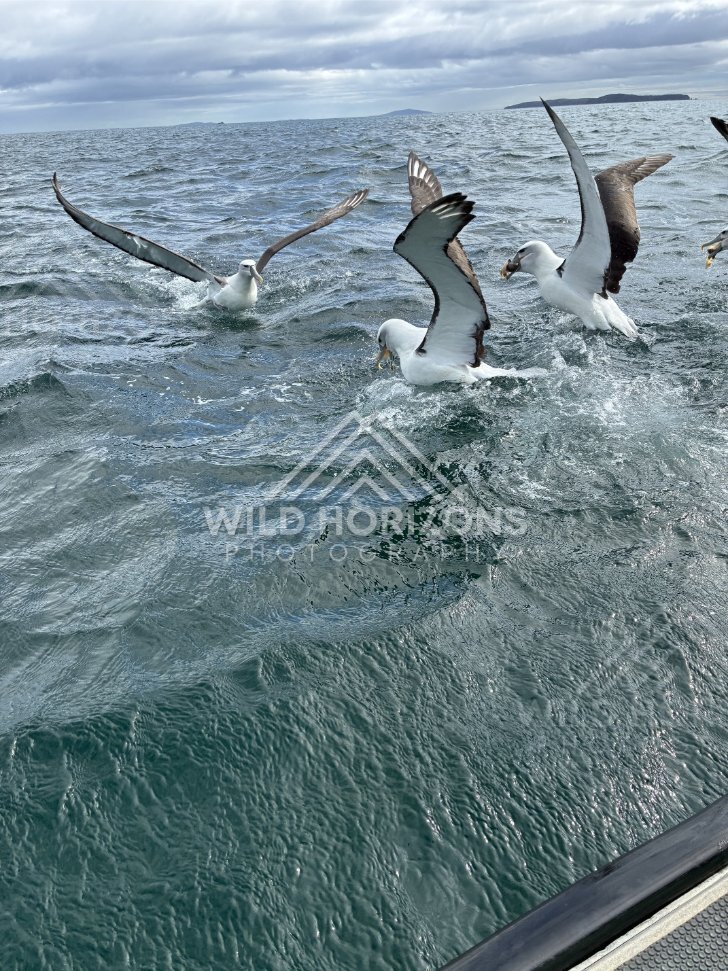 Albatross landing on choppy water with wings fully spread. Paterson Inlet, New Zealand