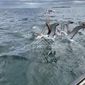 Cluster of albatross splashing and settling beside a boat. Paterson Inlet, New Zealand