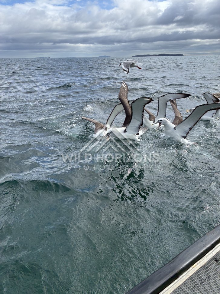 Cluster of albatross splashing and settling beside a boat. Paterson Inlet, New Zealand