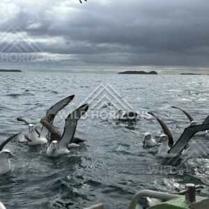 Albatross flock circling and landing across open water. Paterson Inlet, New Zealand