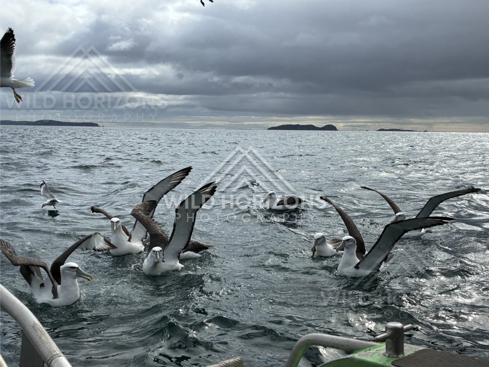 Albatross flock circling and landing across open water. Paterson Inlet, New Zealand