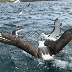 Close albatross wingspan sweeping over the ocean surface. Paterson Inlet, New Zealand