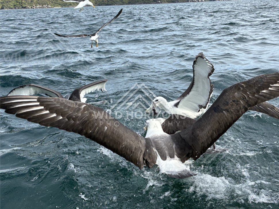 Close albatross wingspan sweeping over the ocean surface. Paterson Inlet, New Zealand