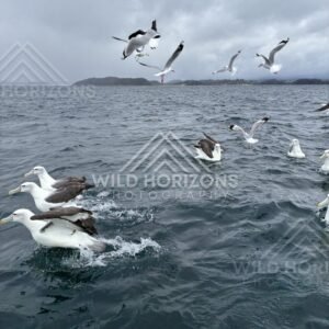 Albatross gliding above rough water with a distant horizon. Paterson Inlet, New Zealand