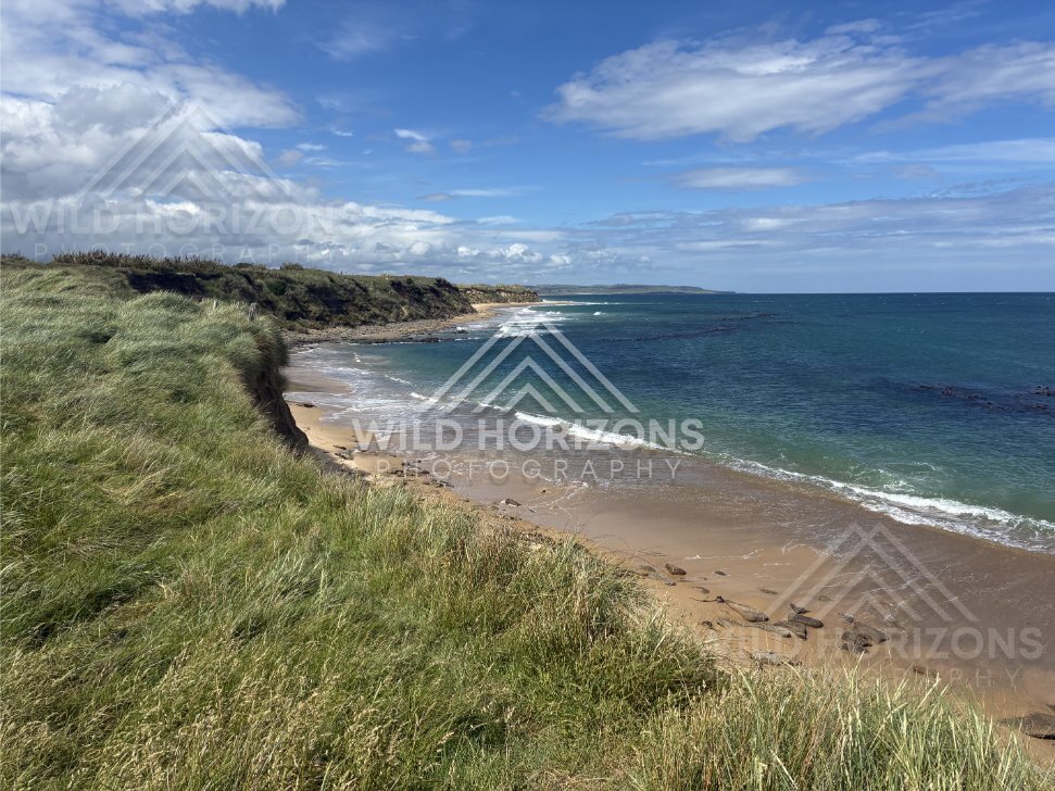 Windy grassland lookout above a long curving shoreline. Catlins Coast, New Zealand