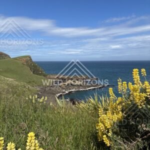 Yellow Lupins Overlooking Rocky Cove, The Catlins, New Zealand