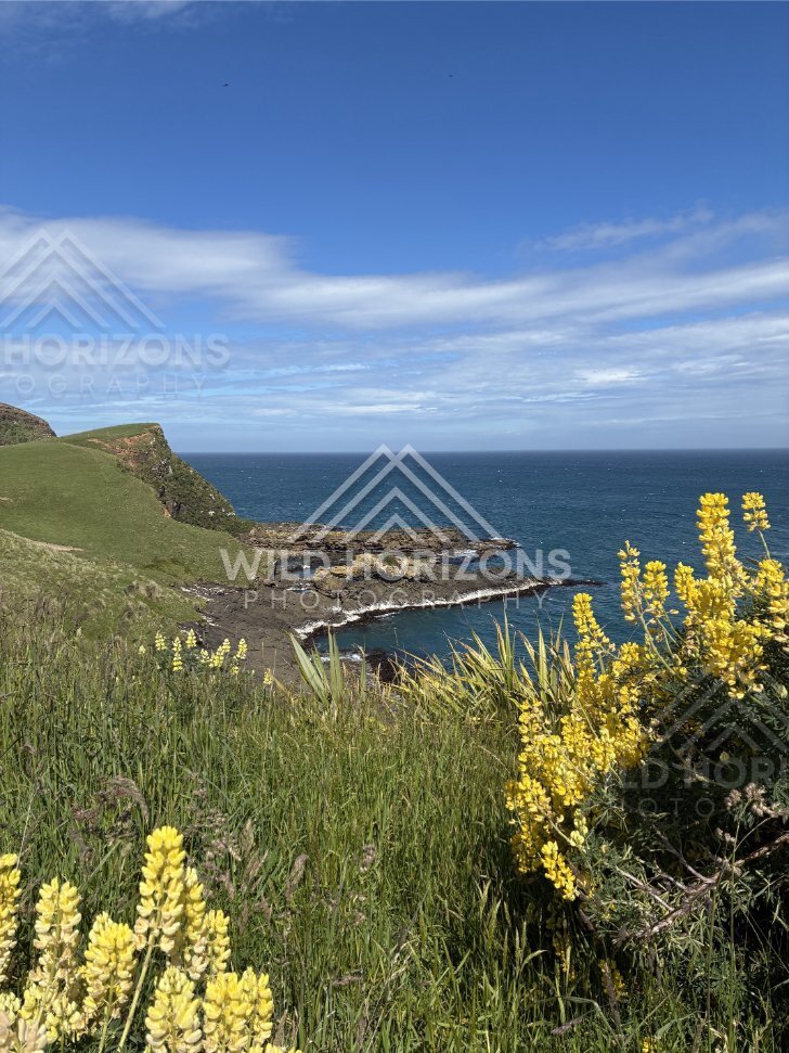 Yellow Lupins Overlooking Rocky Cove, The Catlins, New Zealand