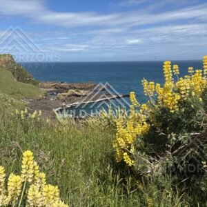 Lupin-Framed Coastal Inlet and Rock Shelf, The Catlins, New Zealand
