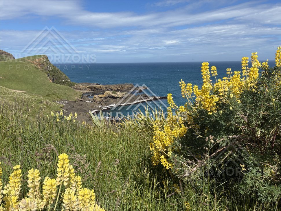 Lupin-Framed Coastal Inlet and Rock Shelf, The Catlins, New Zealand