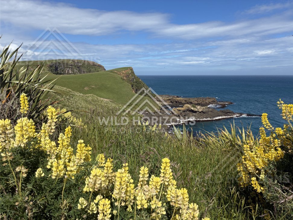 Coastal Cliffs and Rock Platforms With Lupins, The Catlins, New Zealand