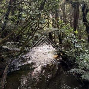 Filtered forest light over a narrow stream beneath tangled canopy. Catlins Forest, New Zealand