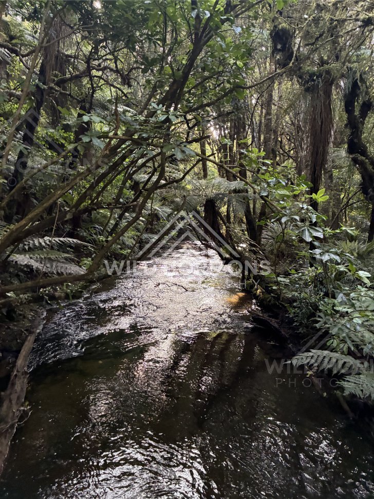 Filtered forest light over a narrow stream beneath tangled canopy. Catlins Forest, New Zealand