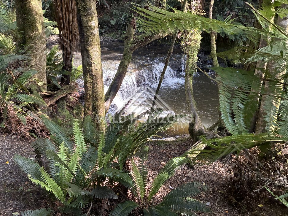 Small waterfall cascading into a mossy forest pool. Catlins Forest, New Zealand