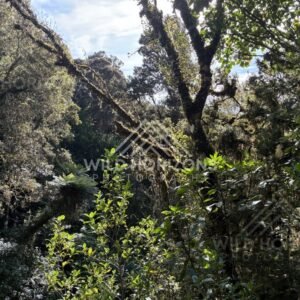 Sunlit native forest with layered canopy and dense undergrowth. Catlins Forest, New Zealand