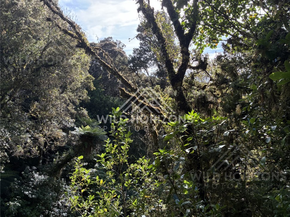 Sunlit native forest with layered canopy and dense undergrowth. Catlins Forest, New Zealand