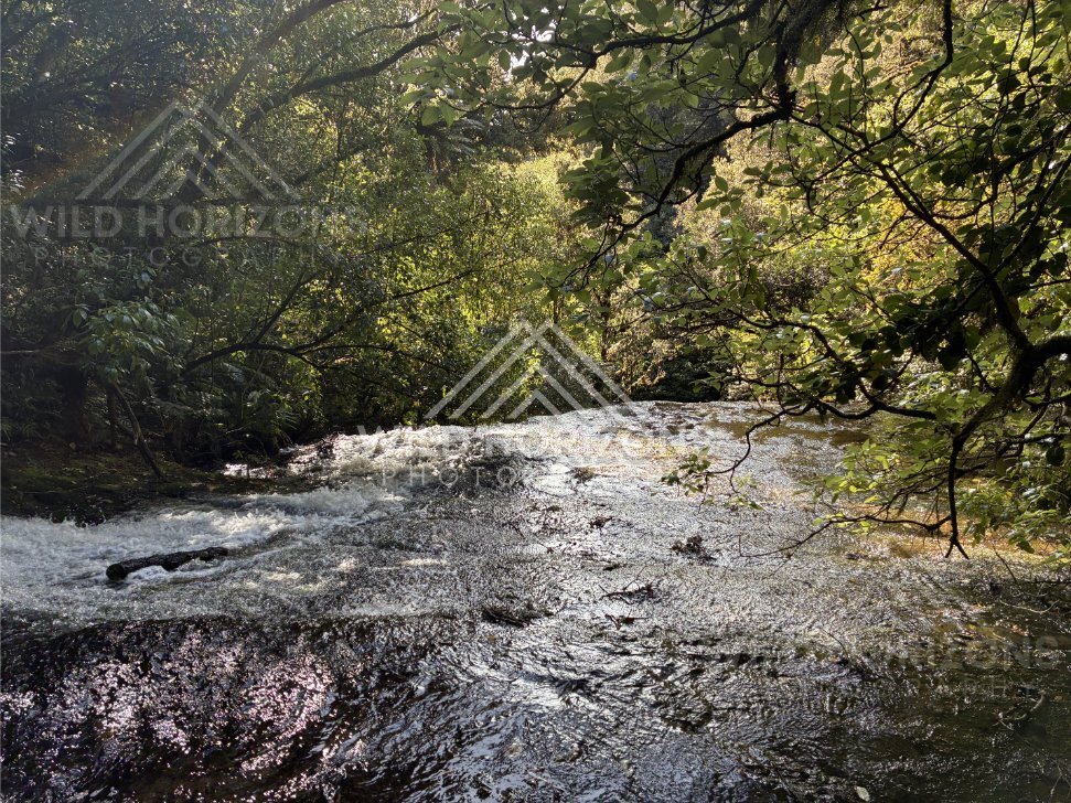 Clear stream flowing over rock shelf beneath thick forest canopy. Catlins Forest, New Zealand