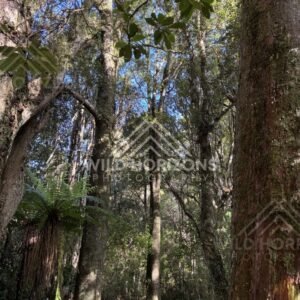 Forest creek bordered by mossy trunks and tangled roots. Catlins Forest, New Zealand