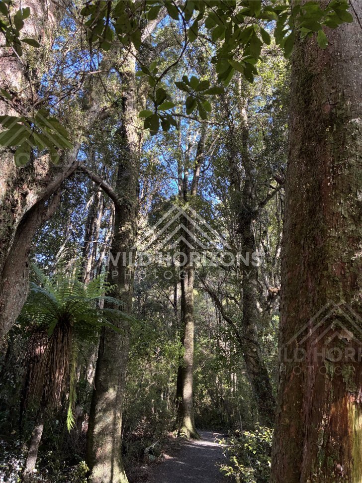 Forest creek bordered by mossy trunks and tangled roots. Catlins Forest, New Zealand