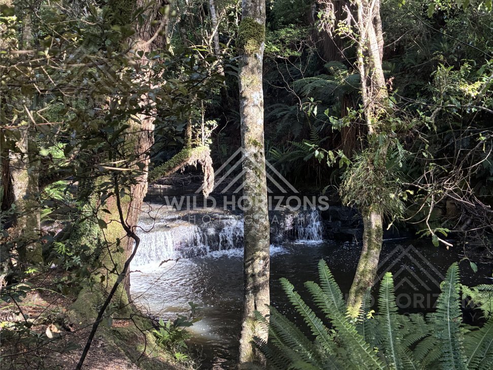 Shaded forest waterfall partially hidden behind tree trunks. Catlins Forest, New Zealand